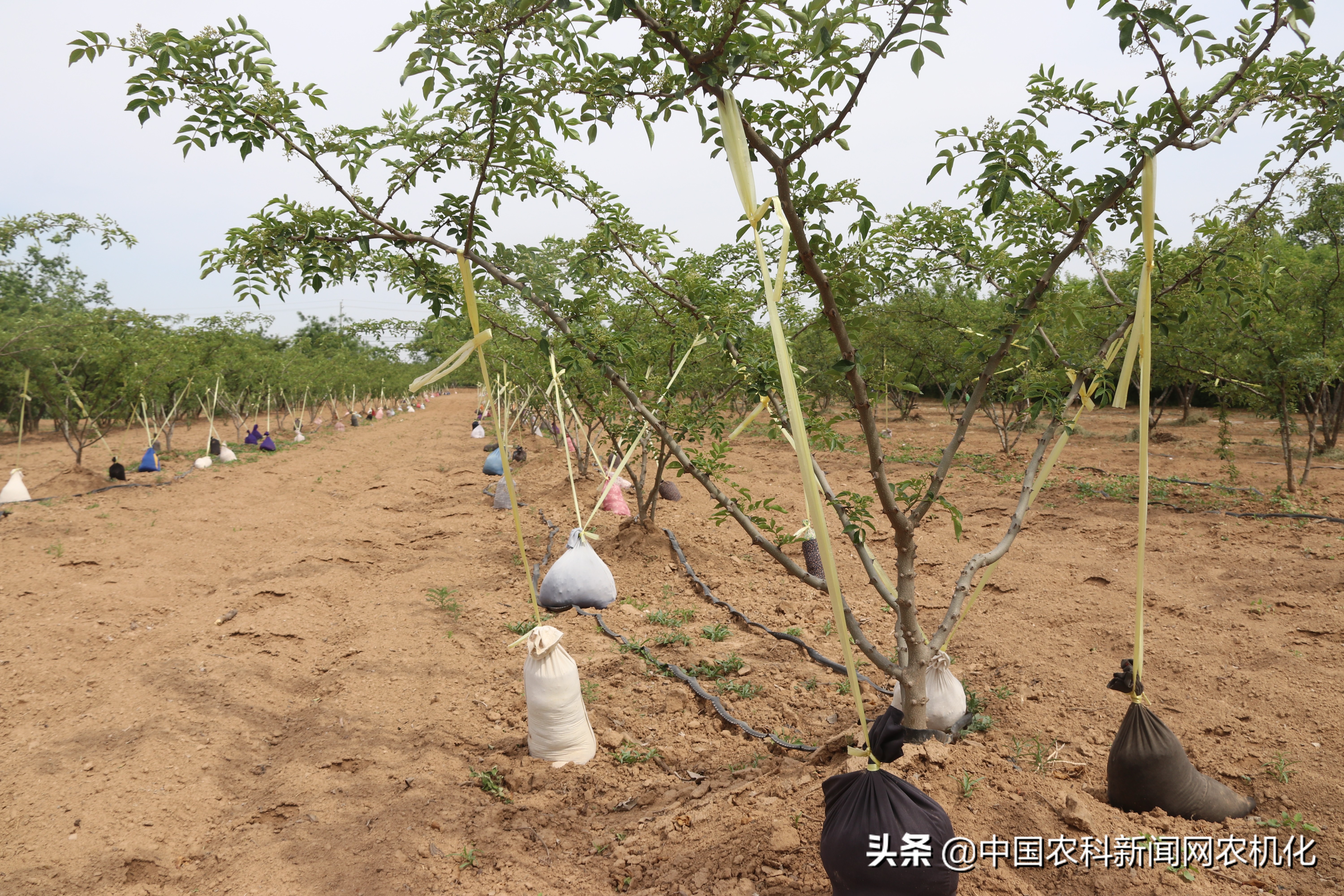 西农大帮扶合阳百良镇发展花椒产业，贫困户走上致富路