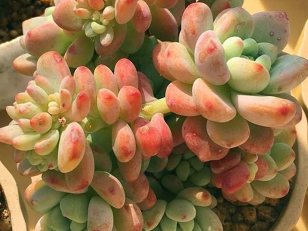 多肉劳尔一直干瘪是怎么回事,多肉劳尔怕淋雨吗