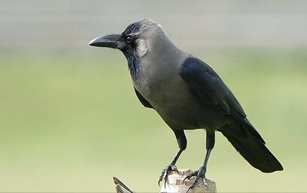 东江揽胜,惠州淡水常见鸟类图谱