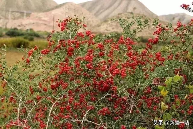 新疆的特殊植物,新疆戈壁上常见的植物