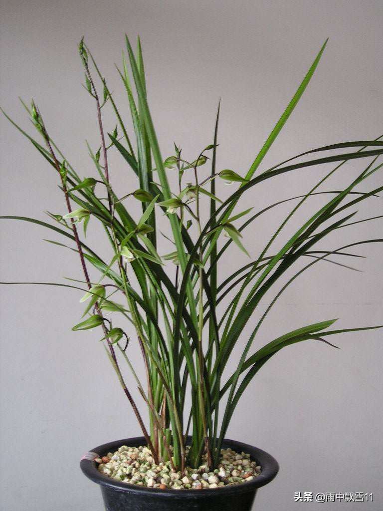 如何养殖兰花视频教程大全,怎样养殖兰花的方法