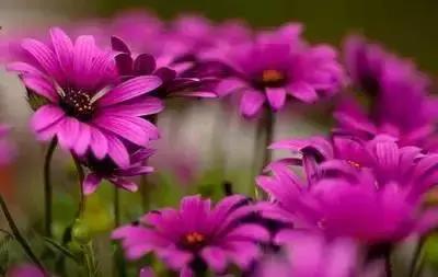 100种花的英文和花语是什么,100种花的花语以及送花礼仪分享