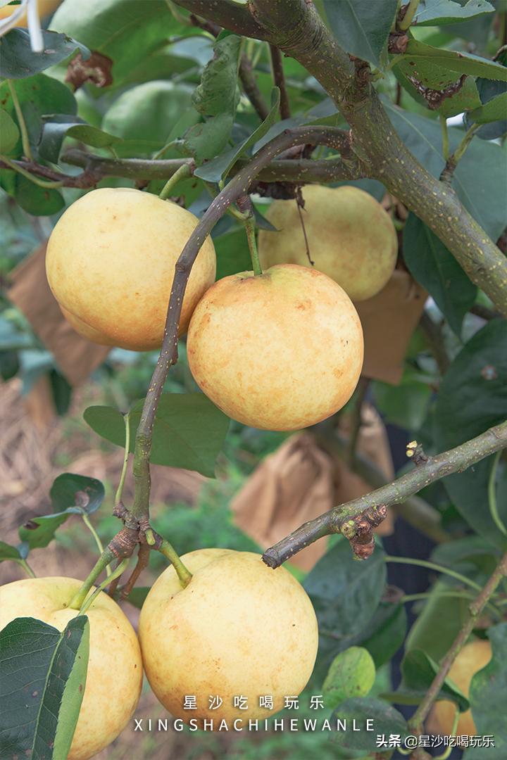 长沙小水果之乡,湖南长沙宝藏打卡地