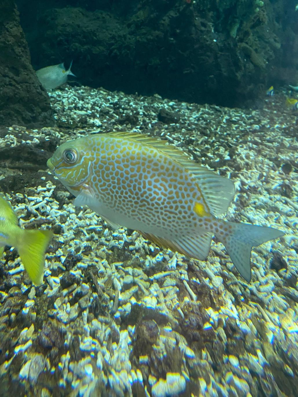 惠州十里银滩老房子,惠州十里银滩别墅