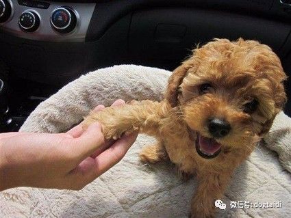 泰迪容易调皮爱咬来咬去,泰迪兴奋咬主人手