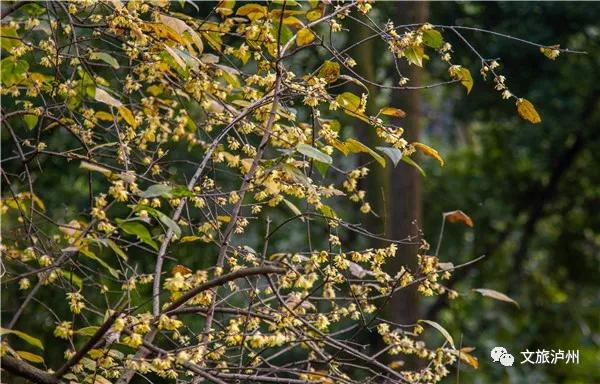 泸州的腊梅花在什么地方,泸州腊梅花观赏