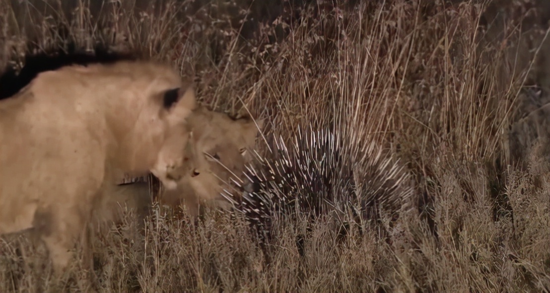 蜜獾两小时后继续享用毒蛇,蜜獾凶猛攻击人类