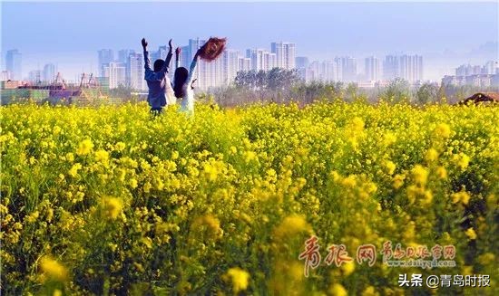 崂山花海,青岛崂山花海