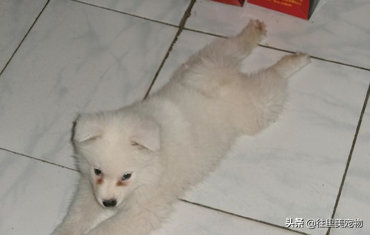 买不起萨摩耶,买萨摩耶怎么问不会被骗