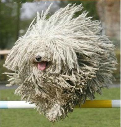 世上最罕见的狗品种图片,全世界狗品种视频