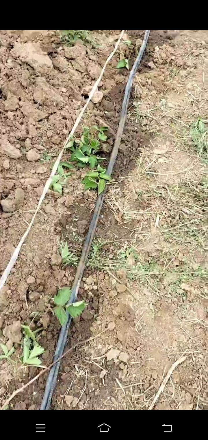 黑莓的种植技术,黑莓种植的可行性