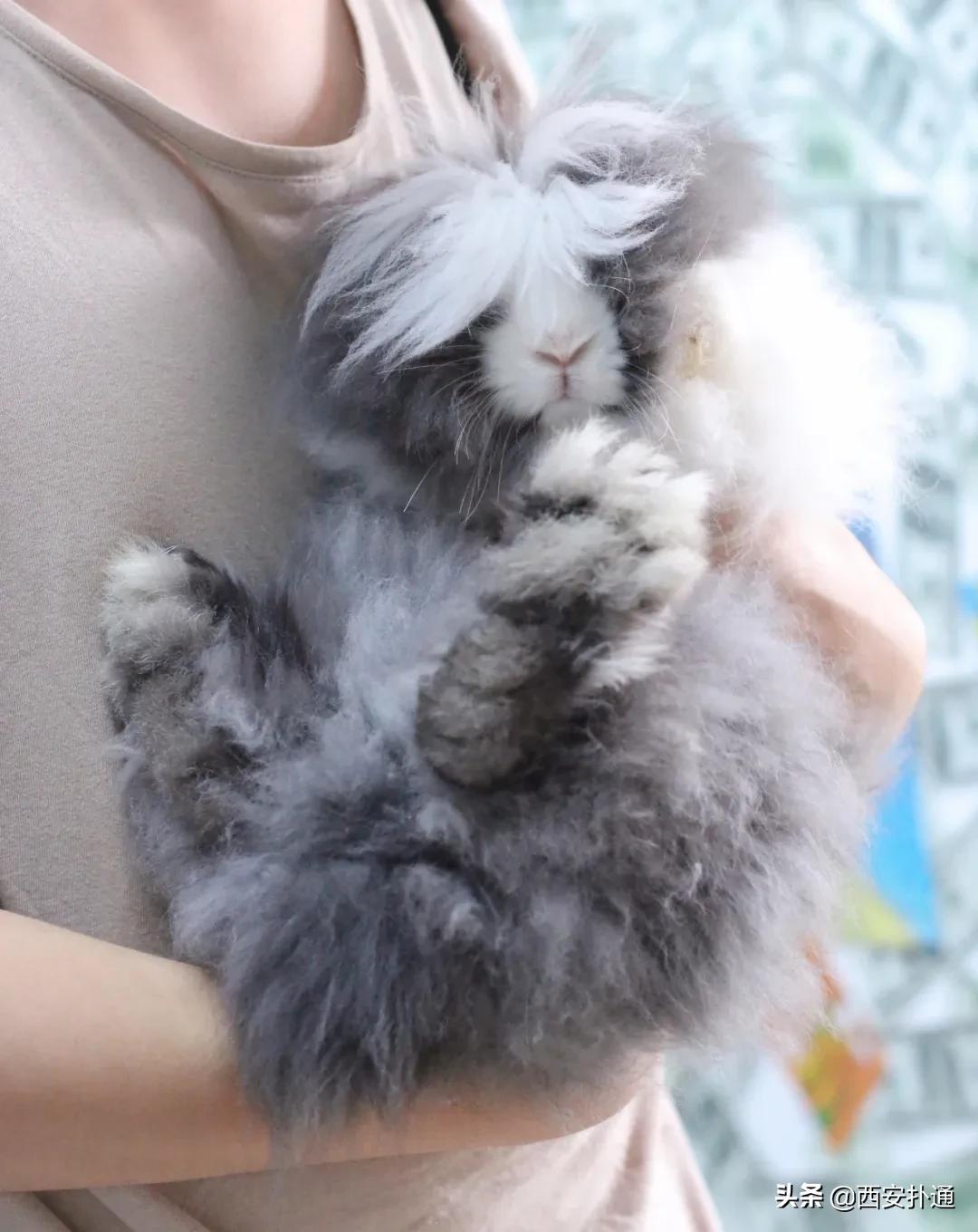 西安有哪些可以撸兔子的店,西安撸兔子的店