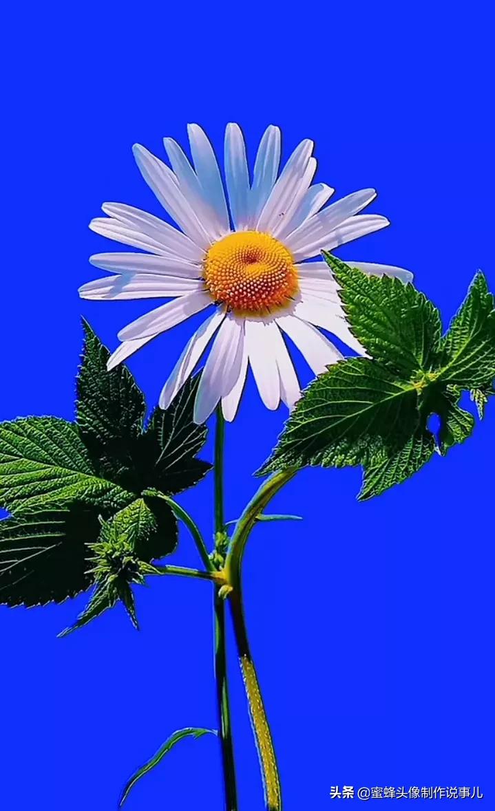 一花一世界唯美壁纸,独一无二的好看壁纸