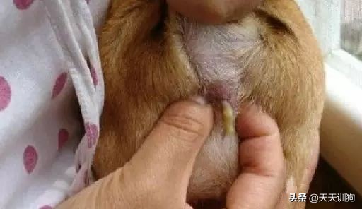 狗狗刚洗完澡还是有体味怎么办,打完疫苗第一针狗狗突然体味很重