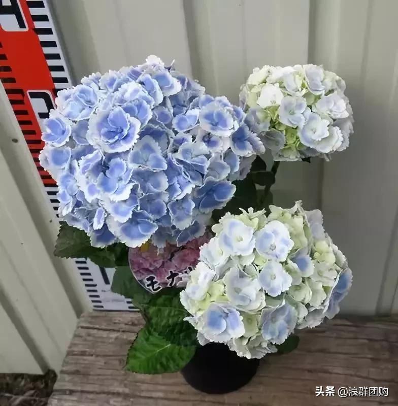 十种好看的绣球,最好看的绣球花视频