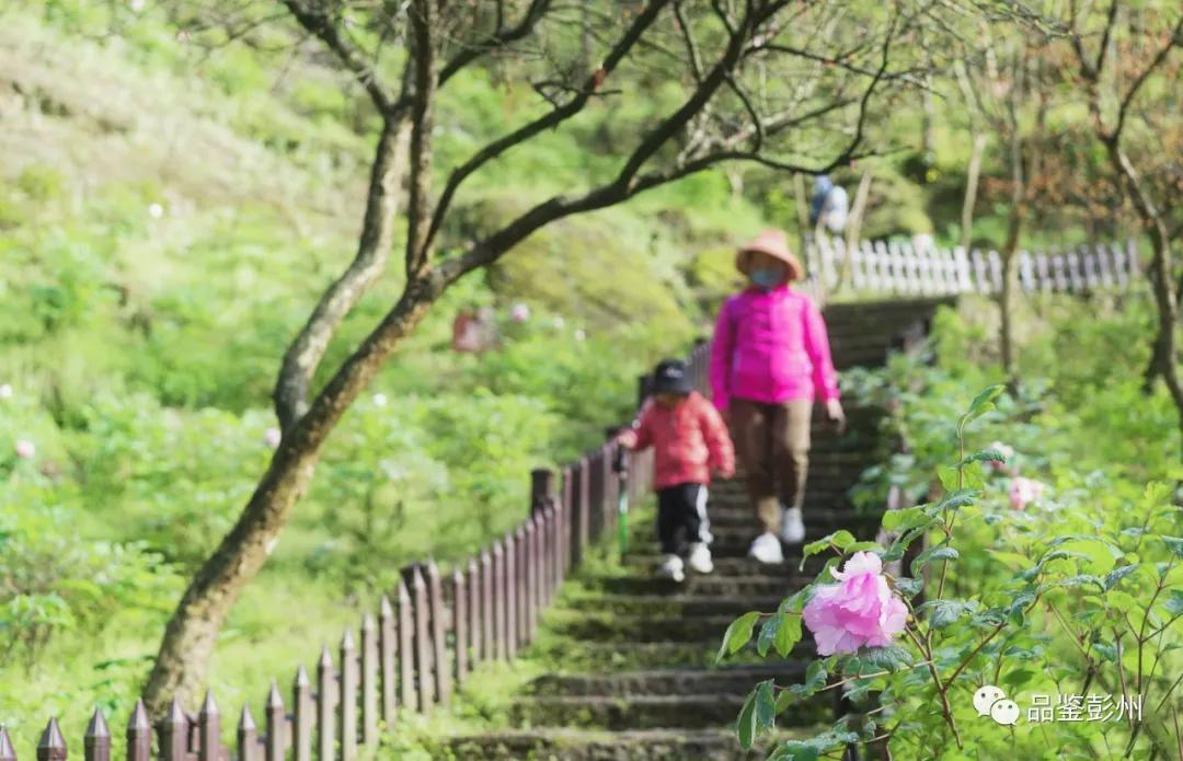 牡丹花开惹人醉鸟语花香,牡丹花开国色天香惹人醉