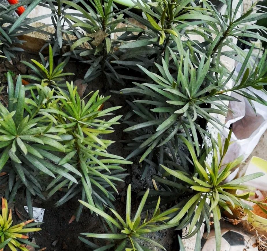 宅家还不逛淘宝？低价格、高格调好物，链接直给，买就完了