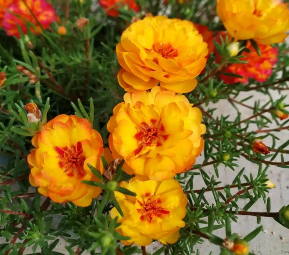 养了很多花只有绿萝最好养,绿萝养死还能养什么花