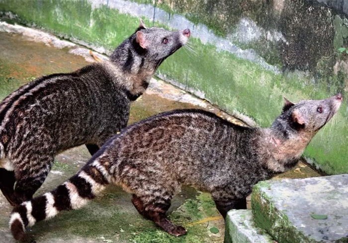 猫屎咖啡猫咪是自愿吃的吗,猫屎咖啡真有猫屎吗