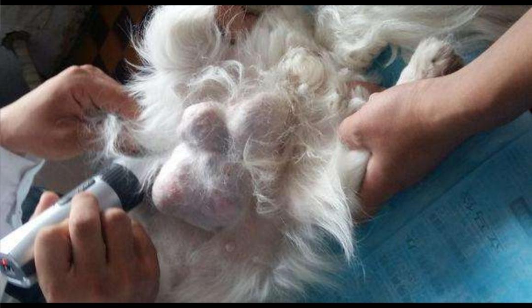 猫咪乳腺肿瘤和乳腺癌的区别,如何预防猫咪乳腺肿瘤