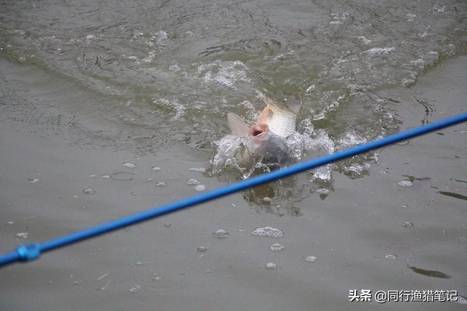 单手卸鱼小技巧,卸鱼手法教程视频