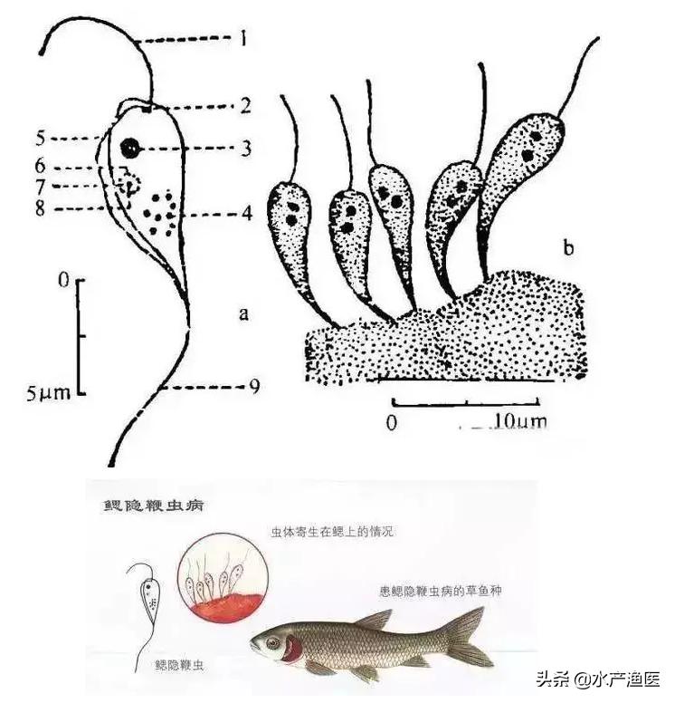 养殖鱼常见体外寄生虫,23种鱼类寄生虫图片库