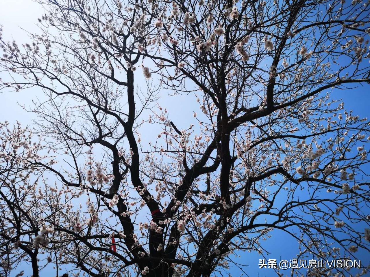 人间四月芳菲天,最美春天在房山——蒲洼行记