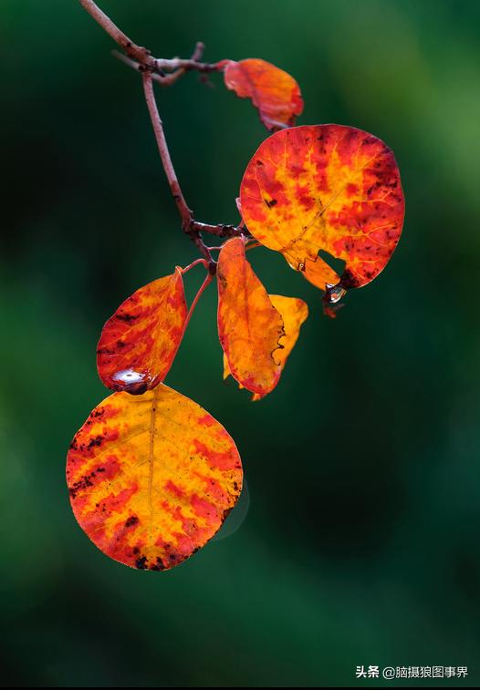秋叶拍照构图,如何拍摄秋叶照片