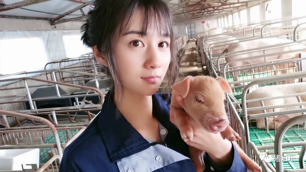 产房猪怎样管理,仔猪寄养流程