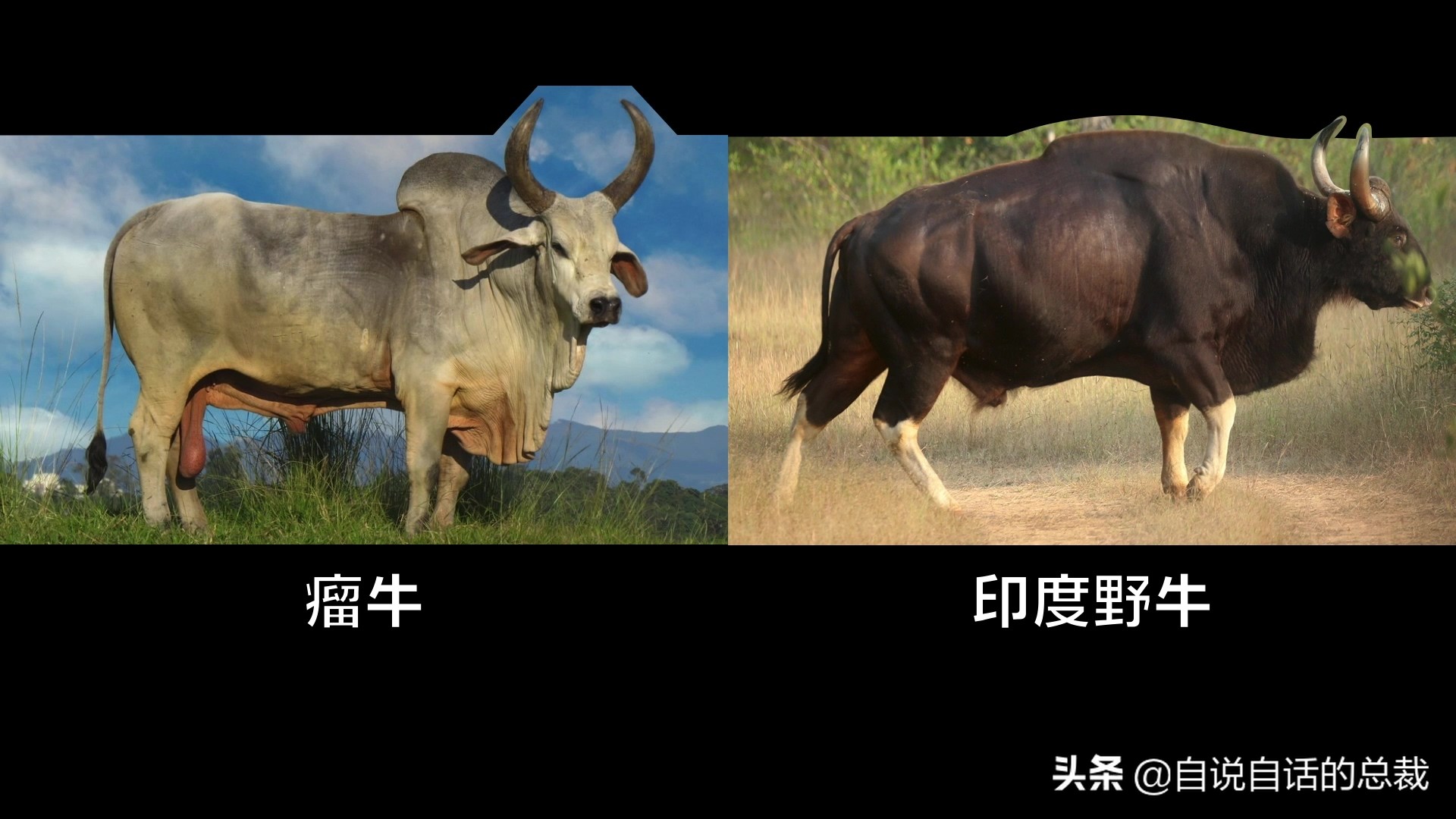 阿努纳奇创造人类7次文明,阿努纳奇人类起源