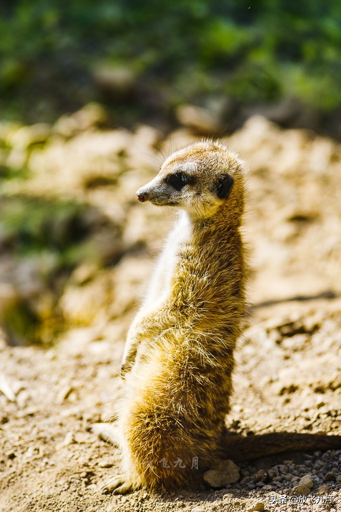 北京公园年卡哪个最划算,北京公园年卡100元能去几个公园