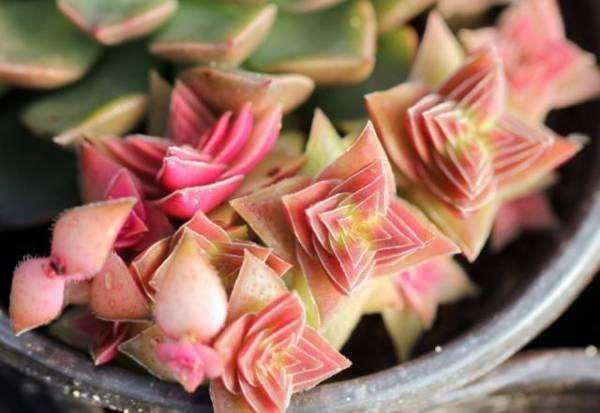 茜之塔养殖方法,茜之塔锦养护方法