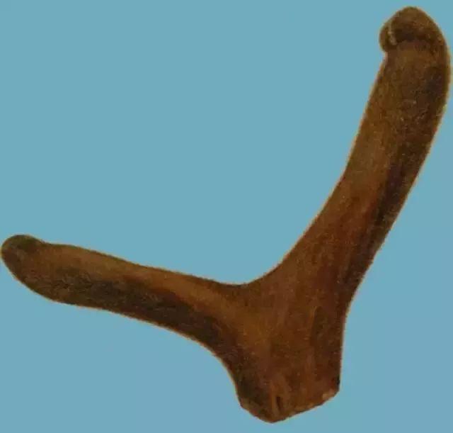 每天一味中药视频,一味鹿茸