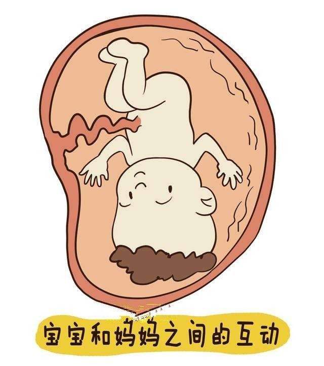 怀孕6周胎儿有意识吗,怀孕六个月胎儿胎动应该是怎样的