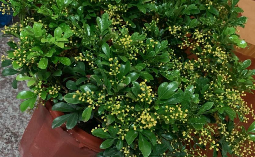 注意这4点养好茉莉花没毛病,夏季米兰开花后修剪方法