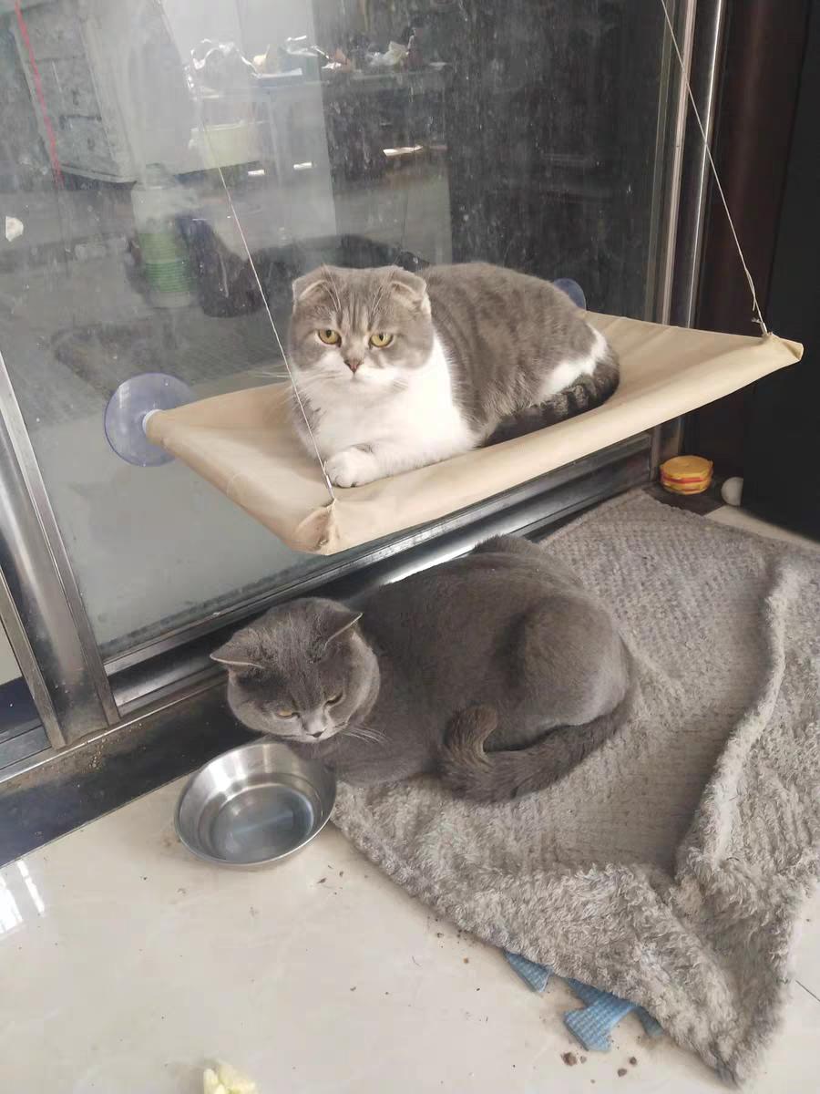 百利低敏猫粮,九元帅低敏猫粮