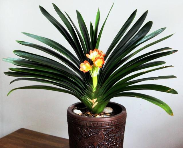 君子兰养护步骤与方法,君子兰喝了3种水疯长不停