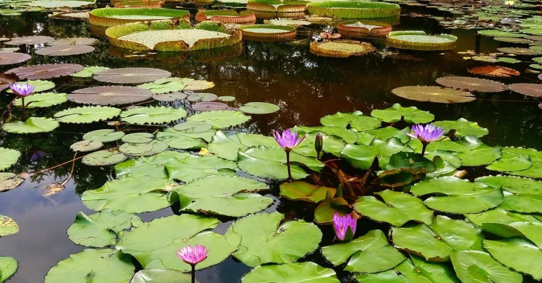 怎么让植物在水面上种植,什么植物可以种植在池塘里面