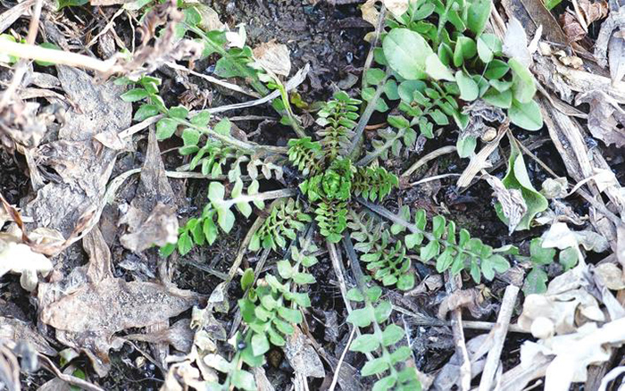 清明植物图鉴,清明时有什么植物和动物