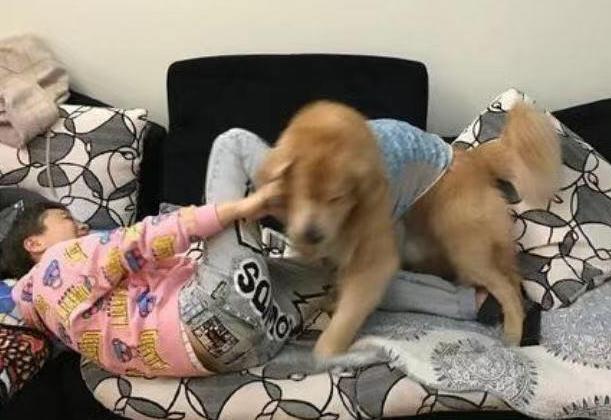 温顺乖巧的大金毛,乖巧大金毛狗视频