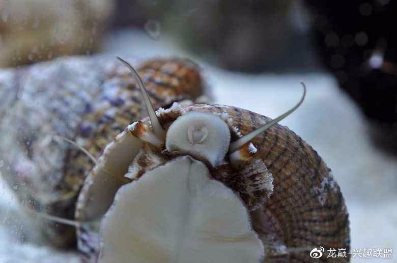 钦州喜欢养鱼的小伙伴,海缸里藻太多?莫怕,我为你解决