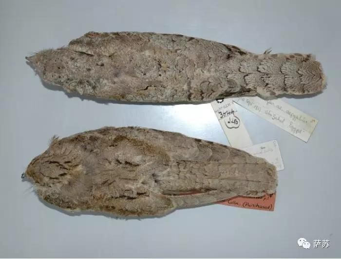 这种*疆新**特有的暗夜精灵，为何在人类视野中消失了90年？