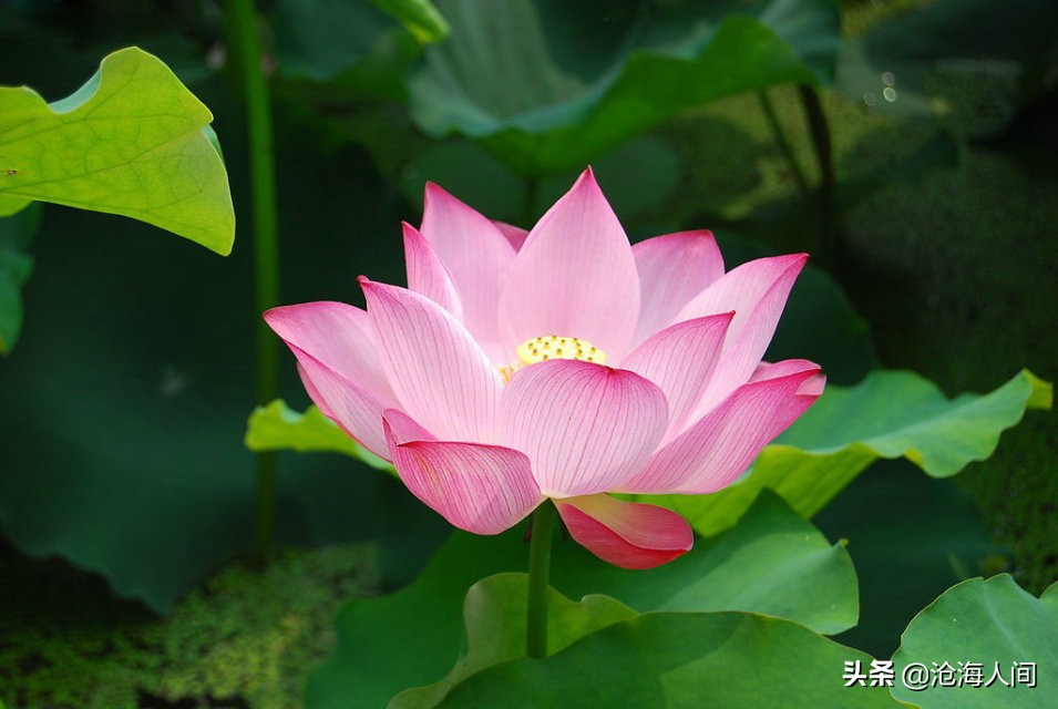 写荷花的诗词有多少,禅意荷花的诗词