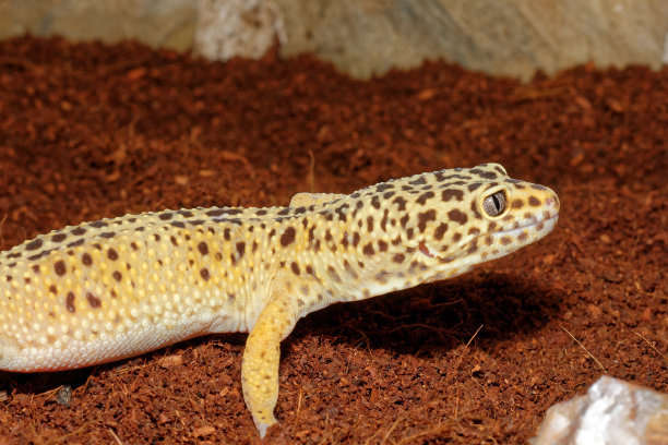 豹纹守宫尾巴扎破了一点点,豹纹守宫掉几次尾巴就不长了