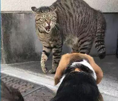 为什么猫咪一直对什么都不感兴趣,猫咪不开心的时候会有什么表现