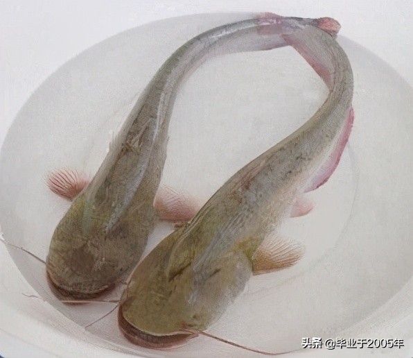 大连旅顺野钓淡水鱼的地方,大连近海常见鱼类图鉴