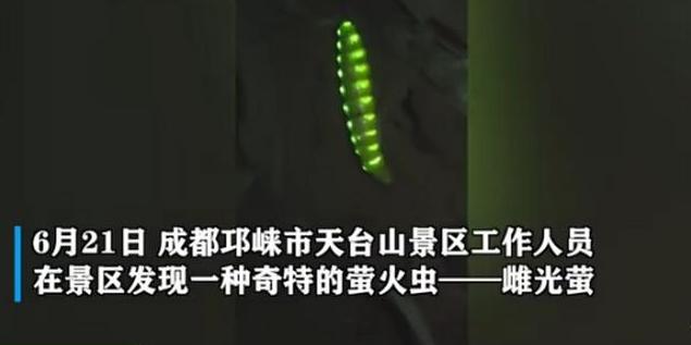 四川发现最大的萤火虫,四川的巨型萤火虫