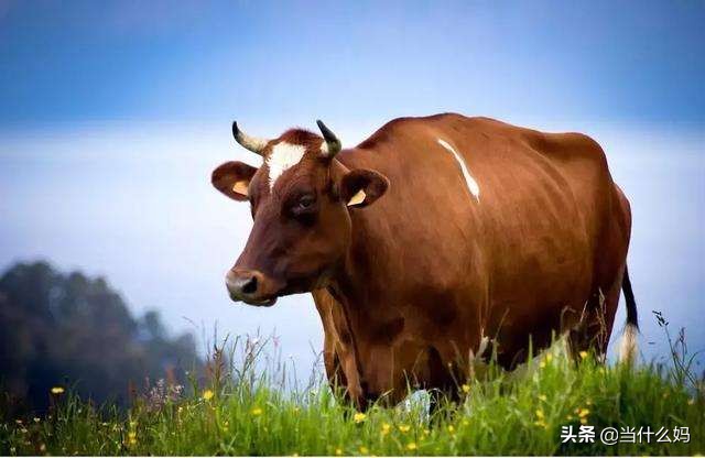 奶粉0-6个月测评排行榜,奶粉小测评