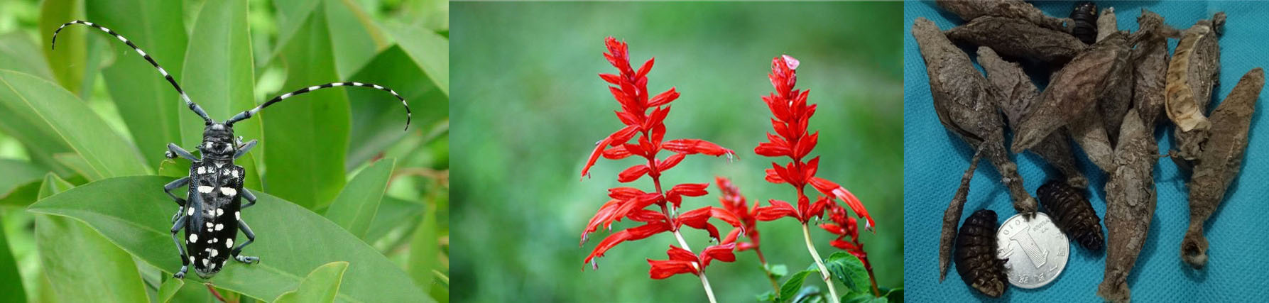 上海闲话嘎三胡──老底子小龙虾交关笨