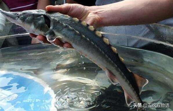 黑龙江特色养殖鱼类,黑龙江名贵鱼种图片